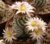 Turbinicarpus sphacelatus - Кактусы и суккуленты из Харькова от Оли и Сергея Мирошниченко