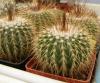 Notocactus grossei - Кактусы и суккуленты из Харькова от Оли и Сергея Мирошниченко