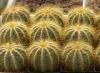 Notocactus magnificus - Кактусы и суккуленты из Харькова от Оли и Сергея Мирошниченко