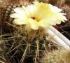 Notocactus turecekianus - Кактусы и суккуленты из Харькова от Оли и Сергея Мирошниченко