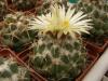 Coryphantha maiz-tablensis - Кактусы и суккуленты из Харькова от Оли и Сергея Мирошниченко