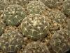 Gymnocalycium asterium - Кактусы и суккуленты из Харькова от Оли и Сергея Мирошниченко