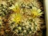 Mammillaria petrophila - Кактусы и суккуленты из Харькова от Оли и Сергея Мирошниченко