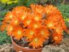 Rebutia heliosa - Кактусы и суккуленты из Харькова от Оли и Сергея Мирошниченко