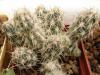 Tephrocactus camachoi - Кактусы и суккуленты из Харькова от Оли и Сергея Мирошниченко