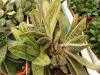 Gasteria cv `Little Warty` - Кактусы и суккуленты из Харькова от Оли и Сергея Мирошниченко