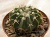 Wigginsia tephracantha - Кактусы и суккуленты из Харькова от Оли и Сергея Мирошниченко