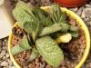 Gasteria gracilis - Кактусы и суккуленты из Харькова от Оли и Сергея Мирошниченко