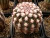 Echinocereus pectinatus - Кактусы и суккуленты из Харькова от Оли и Сергея Мирошниченко