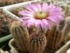 Echinocereus reichenbachii DJF1306 - Кактусы и суккуленты из Харькова от Оли и Сергея Мирошниченко