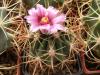 Ferocactus fordii - Кактусы и суккуленты из Харькова от Оли и Сергея Мирошниченко