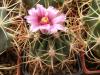 Ferocactus fordii - Кактусы и суккуленты из Харькова от Оли и Сергея Мирошниченко