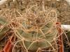 Gymnocalycium cardenasianum - Кактусы и суккуленты из Харькова от Оли и Сергея Мирошниченко