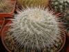 Mammillaria  albata f longispina - Кактусы и суккуленты из Харькова от Оли и Сергея Мирошниченко