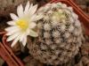 Mammillaria hernandezii v albiflora - Кактусы и суккуленты из Харькова от Оли и Сергея Мирошниченко