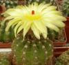 Notocactus ottonis - Кактусы и суккуленты из Харькова от Оли и Сергея Мирошниченко