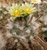 Turbinicarpus flaviflorus - Кактусы и суккуленты из Харькова от Оли и Сергея Мирошниченко