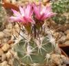 Turbinicarpus roseiflorus - Кактусы и суккуленты из Харькова от Оли и Сергея Мирошниченко