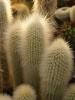 Cleistocactus strausii - Кактусы и суккуленты из Харькова от Оли и Сергея Мирошниченко