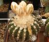 Discocactus woutersianus - Кактусы и суккуленты из Харькова от Оли и Сергея Мирошниченко