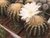 Discocactus woutersianus - Кактусы и суккуленты из Харькова от Оли и Сергея Мирошниченко