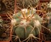 Echinocactus horizonthalonius - Кактусы и суккуленты из Харькова от Оли и Сергея Мирошниченко