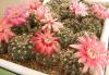 Gymnocalycium baldianum - Кактусы и суккуленты из Харькова от Оли и Сергея Мирошниченко