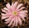 Gymnocalycium friedrichii - Кактусы и суккуленты из Харькова от Оли и Сергея Мирошниченко