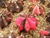 Gymnocalycium friedrichii 'Mars' - Кактусы и суккуленты из Харькова от Оли и Сергея Мирошниченко