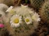 Mammillaria carmenae x laui - Кактусы и суккуленты из Харькова от Оли и Сергея Мирошниченко