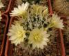 Mammillaria duwei - Кактусы и суккуленты из Харькова от Оли и Сергея Мирошниченко