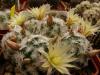 Mammillaria duwei - Кактусы и суккуленты из Харькова от Оли и Сергея Мирошниченко