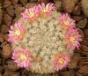 Mammillaria dixantocentron FO-230 - Кактусы и суккуленты из Харькова от Оли и Сергея Мирошниченко