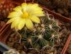 Mammillaria melaleuca - Кактусы и суккуленты из Харькова от Оли и Сергея Мирошниченко