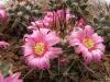 Mammillaria melanocentra - Кактусы и суккуленты из Харькова от Оли и Сергея Мирошниченко