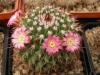 Mammillaria mystax - Кактусы и суккуленты из Харькова от Оли и Сергея Мирошниченко