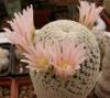 Mammillaria pectinifera - Кактусы и суккуленты из Харькова от Оли и Сергея Мирошниченко