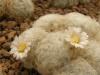 Mammillaria plumosa - Кактусы и суккуленты из Харькова от Оли и Сергея Мирошниченко