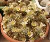 Mammillaria prolifera - Кактусы и суккуленты из Харькова от Оли и Сергея Мирошниченко