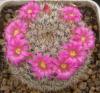 Mammillaria sp P476 aff elegans - Кактусы и суккуленты из Харькова от Оли и Сергея Мирошниченко