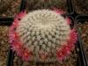 Mammillaria supertexta L1116 - Кактусы и суккуленты из Харькова от Оли и Сергея Мирошниченко