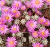 Mammillaria theresae - Кактусы и суккуленты из Харькова от Оли и Сергея Мирошниченко