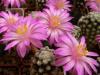 Mammillaria theresae - Кактусы и суккуленты из Харькова от Оли и Сергея Мирошниченко