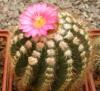 Notocactus horstii v roseiflorus - Кактусы и суккуленты из Харькова от Оли и Сергея Мирошниченко