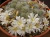 Rebutia albiflora - Кактусы и суккуленты из Харькова от Оли и Сергея Мирошниченко