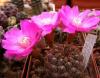 Sulcorebutia pulchra HS 78 17 - Кактусы и суккуленты из Харькова от Оли и Сергея Мирошниченко