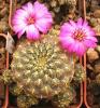 Sulcorebutia rauschii HS121 - Кактусы и суккуленты из Харькова от Оли и Сергея Мирошниченко