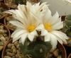 Turbinicarpus rioverdensis - Кактусы и суккуленты из Харькова от Оли и Сергея Мирошниченко