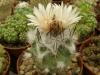 Turbinicarpus roseiflorus v albiflorus - Кактусы и суккуленты из Харькова от Оли и Сергея Мирошниченко