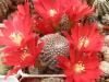 Rebutia albopectinata - Кактусы и суккуленты из Харькова от Оли и Сергея Мирошниченко